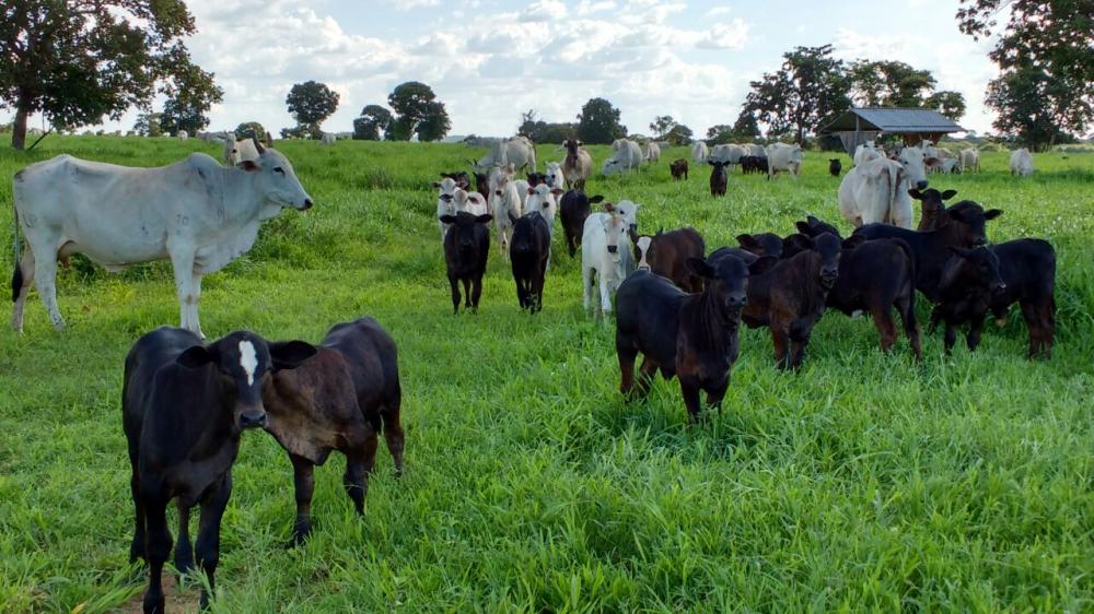 Como o planejamento sanitário pode ajudar na eficiência da desmama