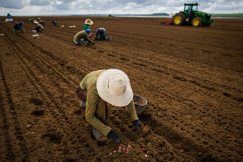  O exercício da atividade rural deve ser comprovado no período imediatamente anterior ao requerimento do benefício. Foto Sistema CNA/SENAR - Wenderson Araujo 