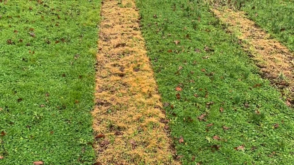 Com o apoio de uma bolsa do Departamento de Agricultura dos Estados Unidos (USDA), Marcelo Moretti, pesquisador e professor assistente de horticultura da OSU, iniciou no mês passado experimentos como parte de um projeto de três anos para avaliar a eficáci