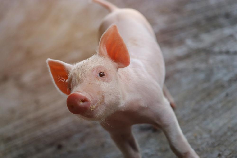 Comumente a parasitose acomete os animais nos primeiros dias de vida, entre 5 a 15 dias de idade.