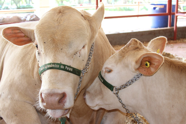 As vacas Purunã se destacam pela habilidade materna e boa produção de leite, características herdadas de Caracu e Angus.