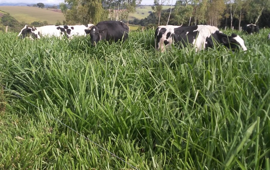 As duas unidades obtiveram resultados semelhantes, como a recuperação de pastagem degradada, melhoria da alimentação do rebanho, aumento da qualidade e volume do leite produzido. Outro benefício foi a redução do custo de produção. Fotos Emater/MG.