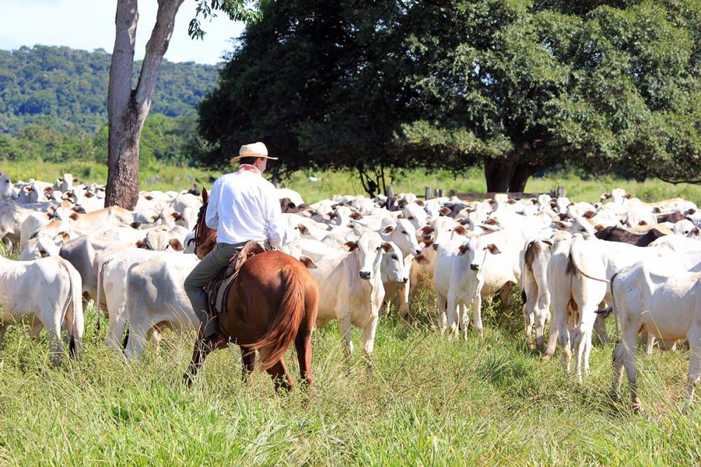 Para evitar processos infecciosos em bovinos, o gerente de produtos da Syntec recomenda que além do manejo sanitário preventivo, com o uso de produtos antiparasitários e vacinas, é preciso realizar rondas diárias nos lotes para identificar rapidamente bov