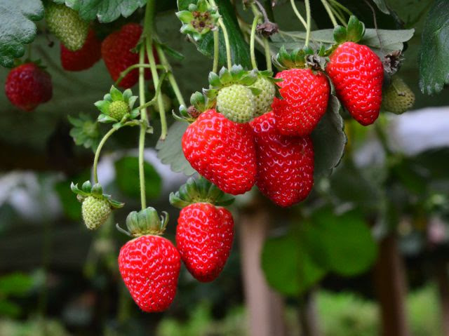 Mudas importadas correspondem a 80% do custo de produção de morango no Brasil
