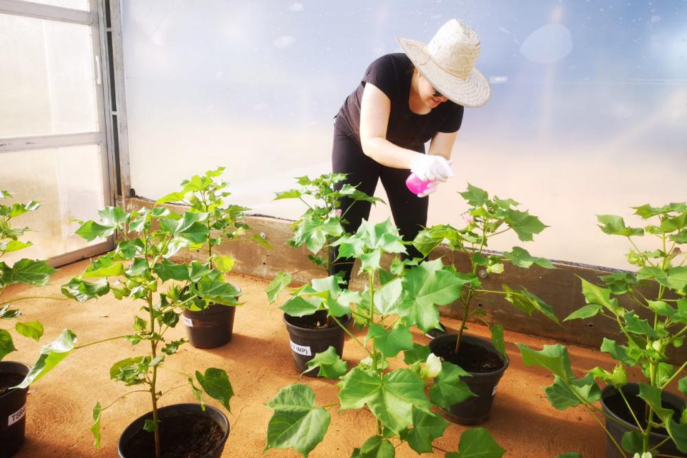 Aplicação de biomoléculas em plantas de experimento em casa de Vegetação, no Cevop Cedida