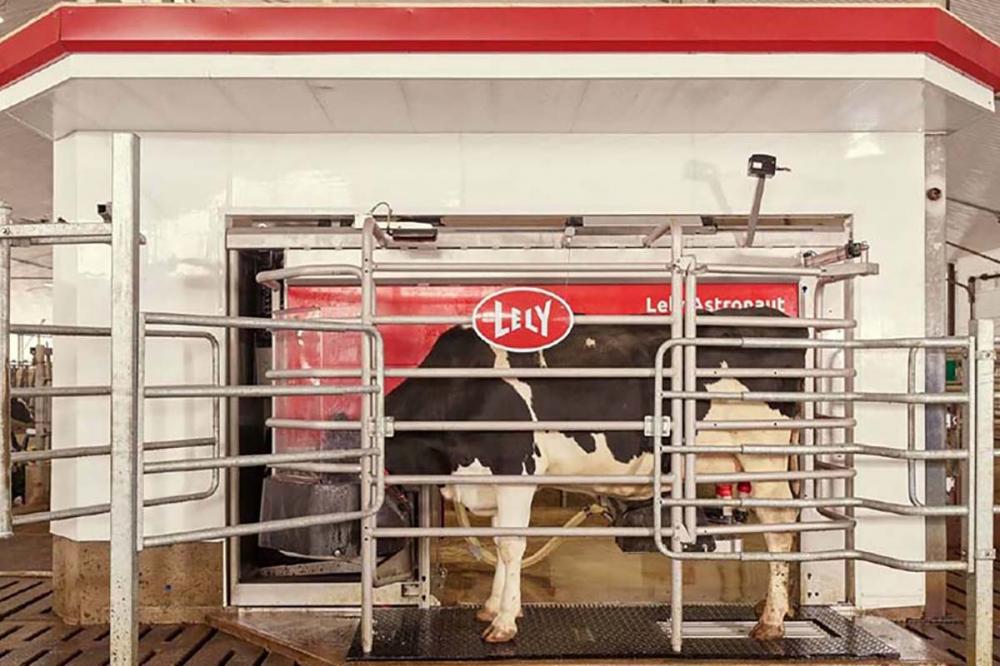 Nos robôs Lely, as vacas são atraídas com a oferta de alimento e recebem o complemento da dieta diária dentro do robô