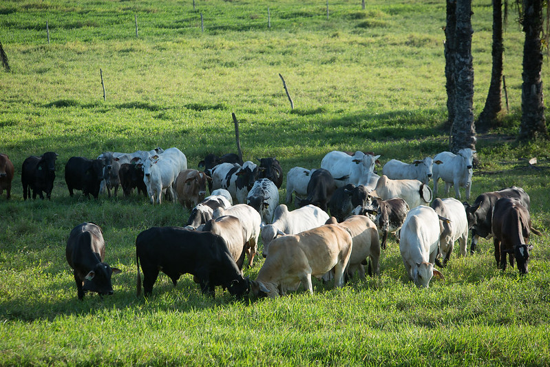 Quero arrendar a pastagem quais os cuidados devo observar no contrato. Foto Sistema CNA/SENAR - Wenderson Araujo