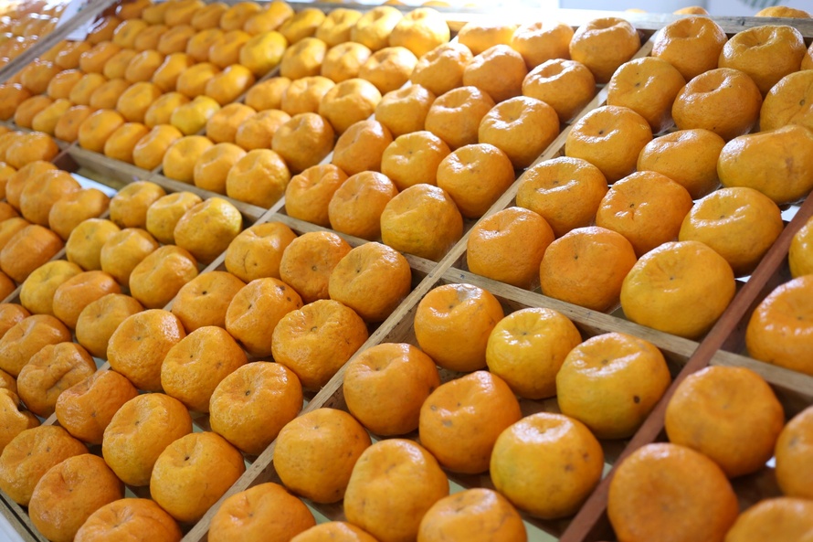 As tangerinas foram, de acordo com a Organização das Nações Unidas para Alimentação e Agricultura, a oitava fruta mais produzida no mundo em 2019. Tengerina - Foto: Gilson Abreu/AEN