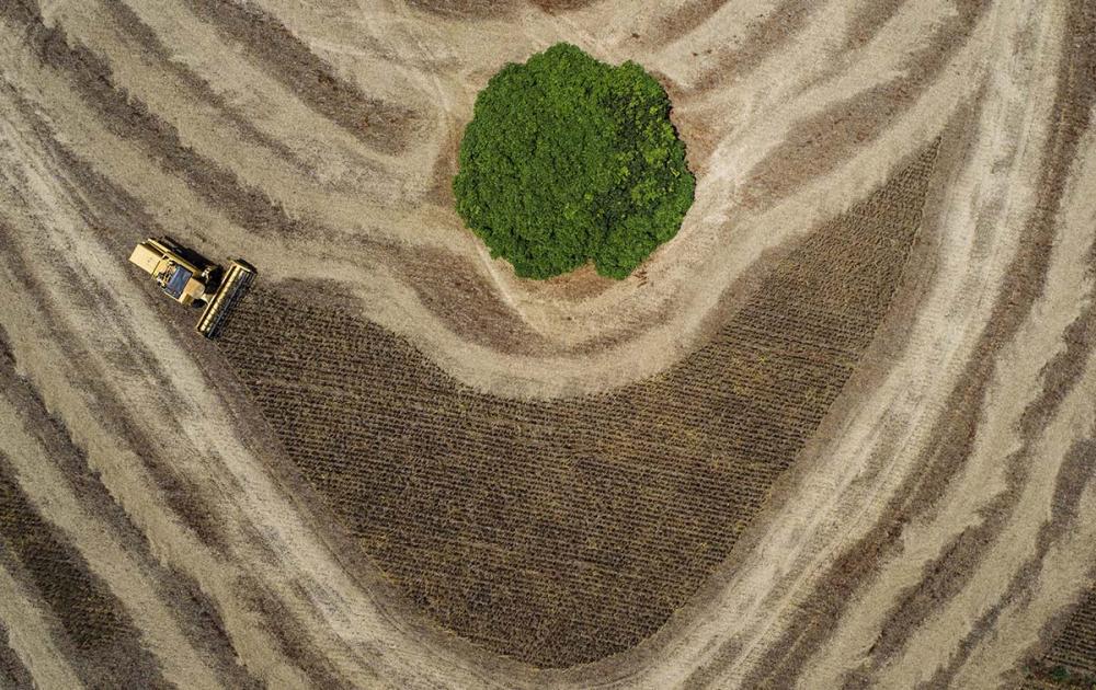 Na categoria Profissional Máquina, o ganhador foi o fotógrafo Sergio Ranalli, de Londrina (PR), com a imagem “Colheita”.