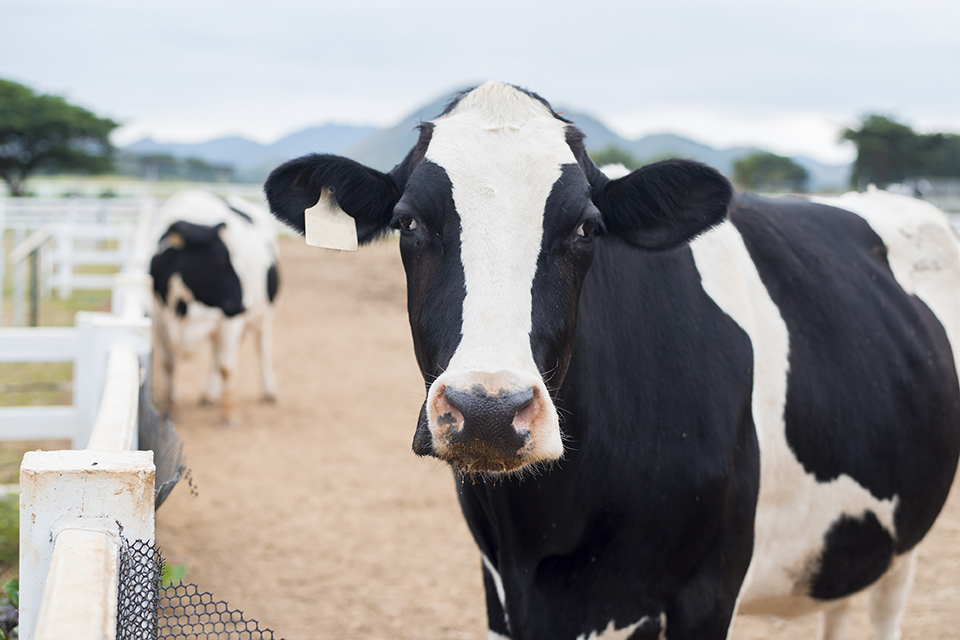 Os prejuízos causados por estes parasitas se manifestam de diversas formas, como: mal estar geral, perdas de produção, transmissão de doenças, menor quantidade e pior qualidade no leite e carne produzidos, gastos com antiparasitários e mão de obra necessá