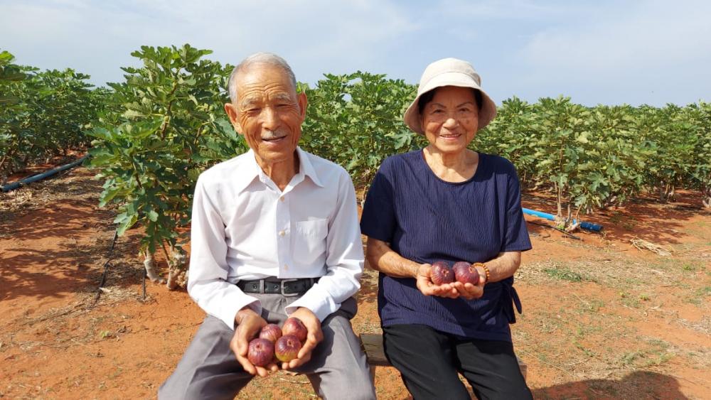 A propriedade de 30 hectares no sertão cearense atualmente conta com cerca de 15 mil mudas de figos, mas a meta é plantar 45 mil pés da fruta
