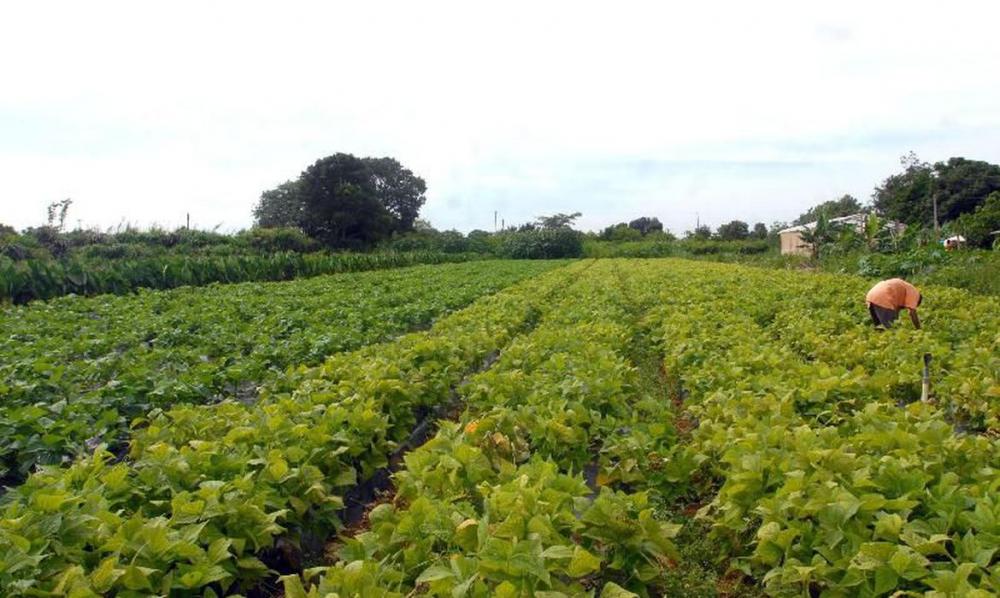O decreto, editado nessa segunda-feira (26), altera os percentuais mínimos exigidos para um empreendimento familiar rural se apresentar como tal.Foto Elza Fiúza/Agência Brasil
