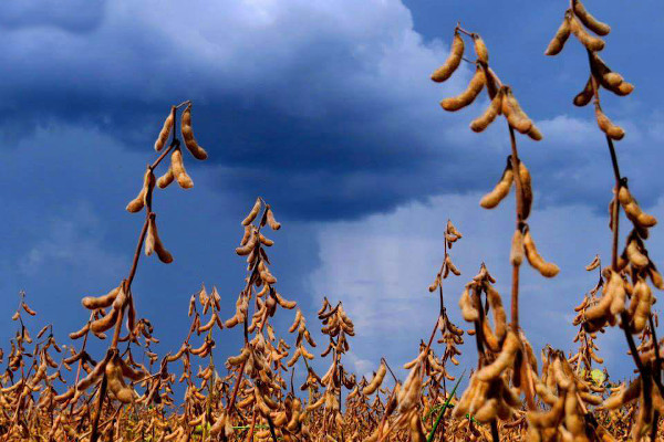 Dos 58 mil produtores rurais beneficiados em 2019, cerca de 24% contrataram seguro rural pela primeira vez com ajuda do programa, proporcionando área segurada de 6,9 milhões de hectares, um aumento de aproximadamente 50% em relação ao ano anterior.Foto Mi