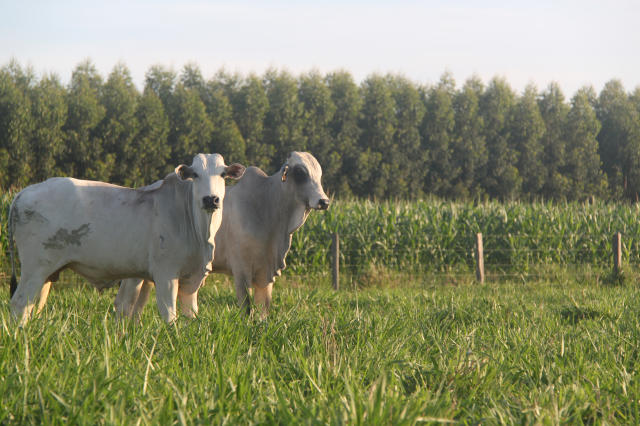A ILPF e a estratégia de produção consiste na utilização integrada de diversos sistemas agrícolas, pecuários e florestasCréditos: Gabriel Rezende Faria – Embrapa
