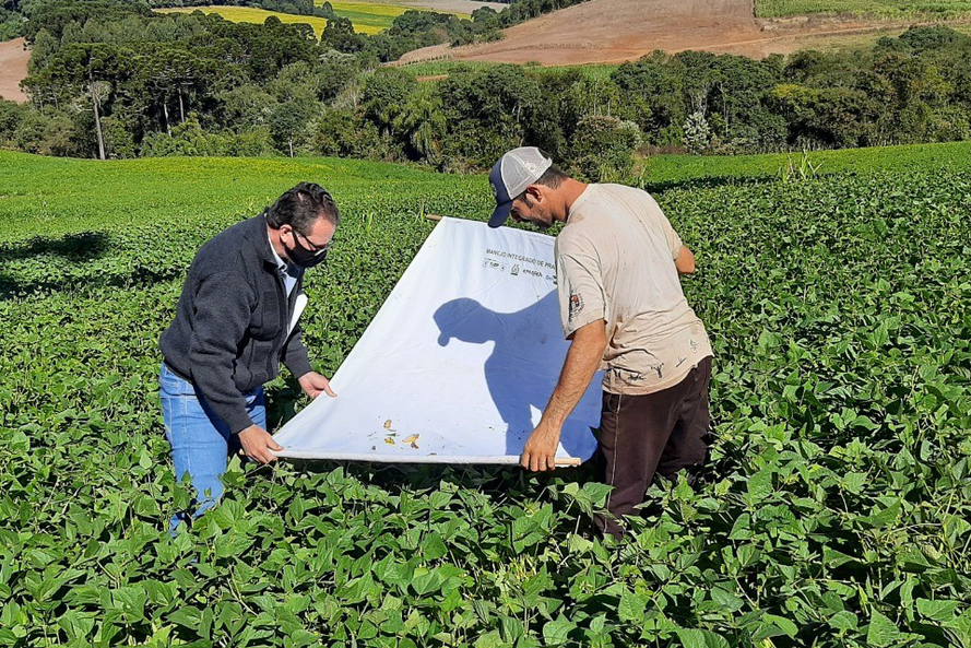 Software que auxilia no controle de pragas e doenças da soja será expandido para as lavouras de feijão. - Foto: IDR