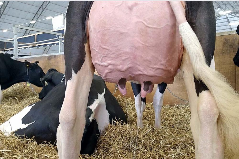 Escarce destaca que o atual momento da bovinocultura leiteira exige plena eficiência e soluções que estão em sintonia com o bem-estar animal e com a sustentabilidade. Foto Toninho Anhaia