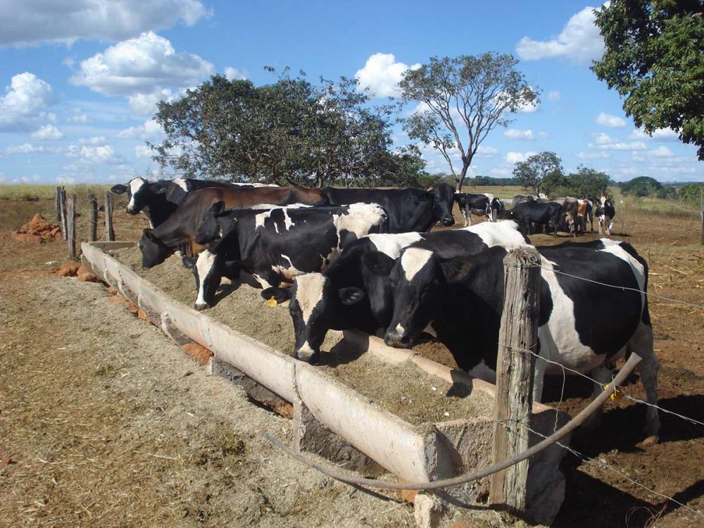 O ponto-chave neste tema é saber comprar. É necessário se preparar e buscar efetuar a aquisição com antecedência. Realizar contratos para ter disponível a matéria-prima durante o tempo é uma boa dica. Foto Divulgação