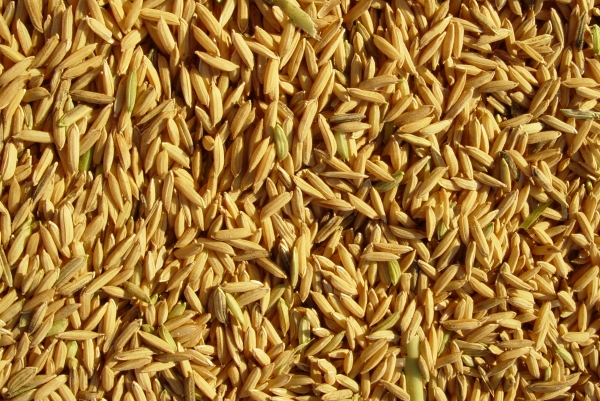 Mercado mexicano está aberto ao arroz brasileiro - Foto: Arquivo/Irga