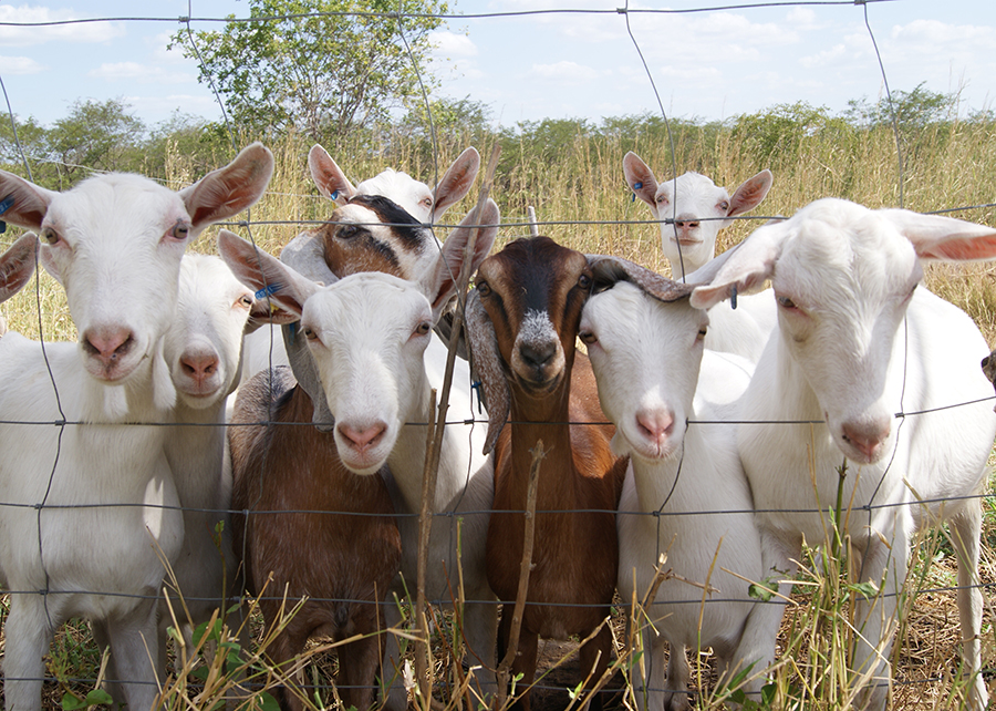 Práticas recomendadas pelos pesquisadores da Embrapa permitem a manutenção da produção leiteira em rebanhos nos quais há animais diagnosticados com a artrite encefalite caprina (CAE) - Foto: Adilson Nóbrega
