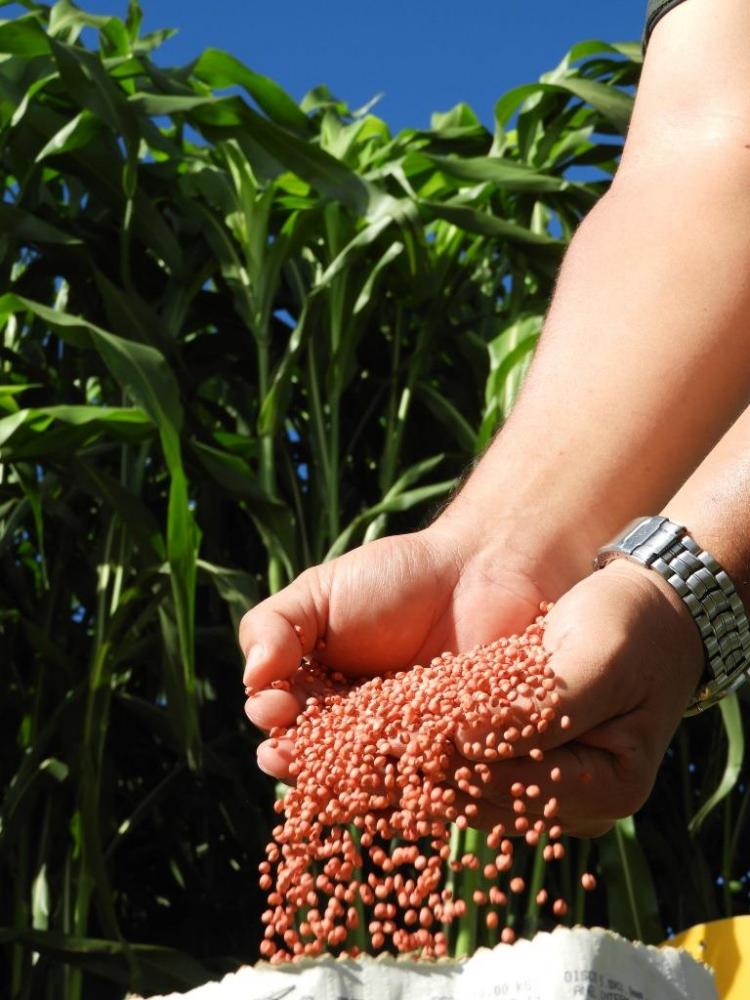 As sementes e o sorgo gigante Agri002E