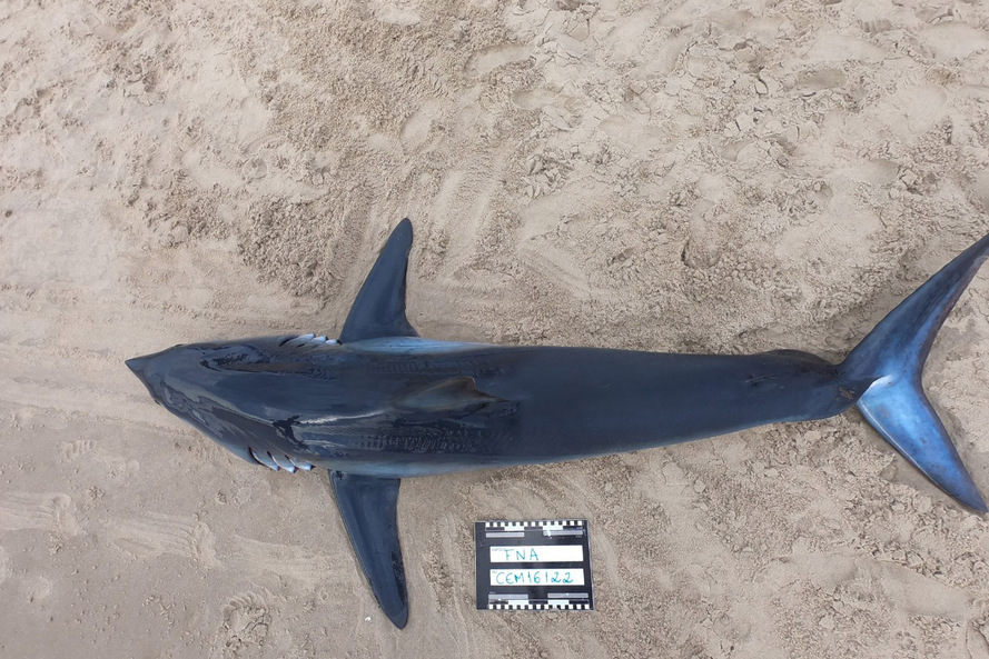O litoral paranaense possui 51 espécies de tubarão, o equivalente a 58% de toda a biodiversidade deste tipo de peixe no Brasil. Destas, quatro estão registradas no Livro Vermelho da Fauna Brasileira Ameaçada de Extinção do Instituto Chico Mendes de Conser