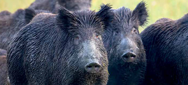 O animal, considerado uma espécie invasora, acarreta uma série de prejuízos econômicos, ambientais, sanitários, e até mesmo riscos de ataques físicos a seres humanos.