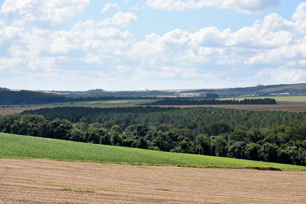O preço das terras aptas para atividades agropecuárias teve elevação superior a 50% no período de um ano no Paraná.. Foto Toninho Anhaia.