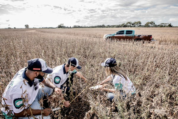 A estimativa pré-Rally para a safra brasileira de soja é que sejam produzidas 124,3 milhões de toneladas – previsão a ser confirmada pelos técnicos em campo.
