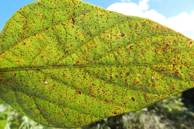 Atualmente, a ferrugem asiática é considerada a principal doença da soja, devido à rapidez com que se dissemina nas plantas e seu potencial destrutivo. Foto Faep/Senar.
