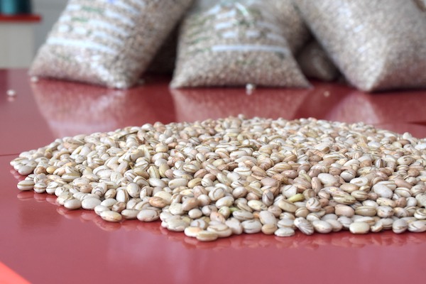 A semana começou animada na Bolsinha, onde foram comercializados 49% das 25 mil sacadas disponíveis no mercado, sobrando, portanto, somente 12,7 mil sacas.