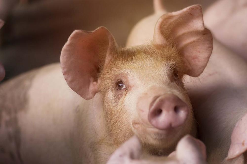 Para tratar o problema o mais indicado é a suplementação com ferro de boa qualidade nos primeiros dias de vida dos leitões para que seja possível suprir as necessidades do animal.