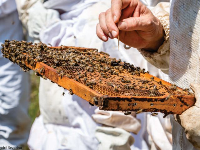 Abelhas bem alimentadas ficam fortes e sadias, menos sujeitas a doenças(Foto: André Sezerino)