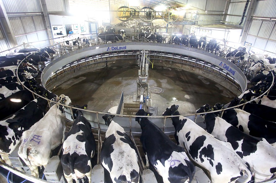 As lavouras de milho safrinha destinadas à produção de silagem foram igualmente prejudicadas pela estiagem e muitas não poderão ser usadas para alimentar o rebanho. Foto:Jaelson Lucas / AEN
