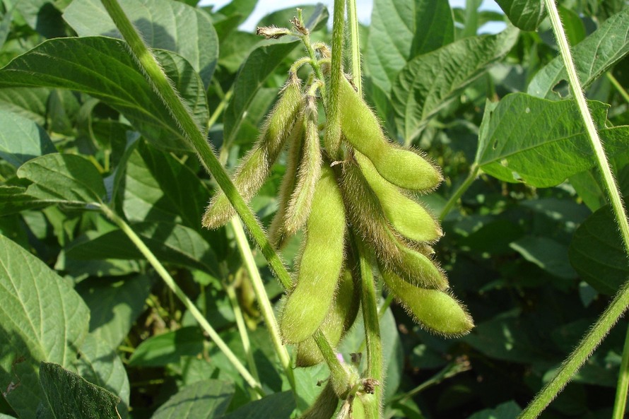 No Paraná, o vazio sanitário acontece no período de 10 de junho a 10 de setembro. O dia 9 de junho é o prazo final para a eliminação de plantas vivas nas propriedades rurais. Foto SEAB