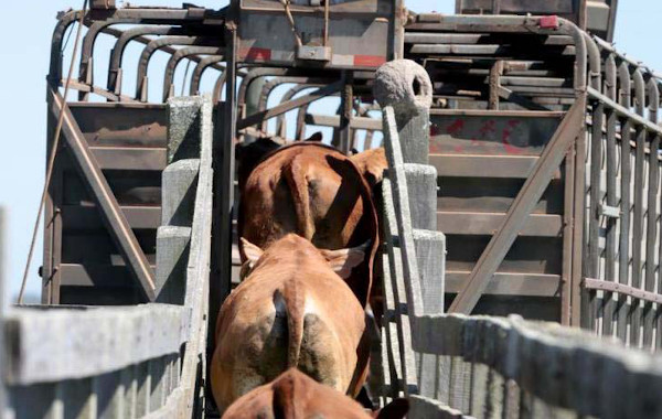 Os sindicatos rurais do Paraná estão autorizados a emitir a Guia de Trânsito Animal (GTA), fazer registros de vacinação e emitir boletos a produtores rurais. 