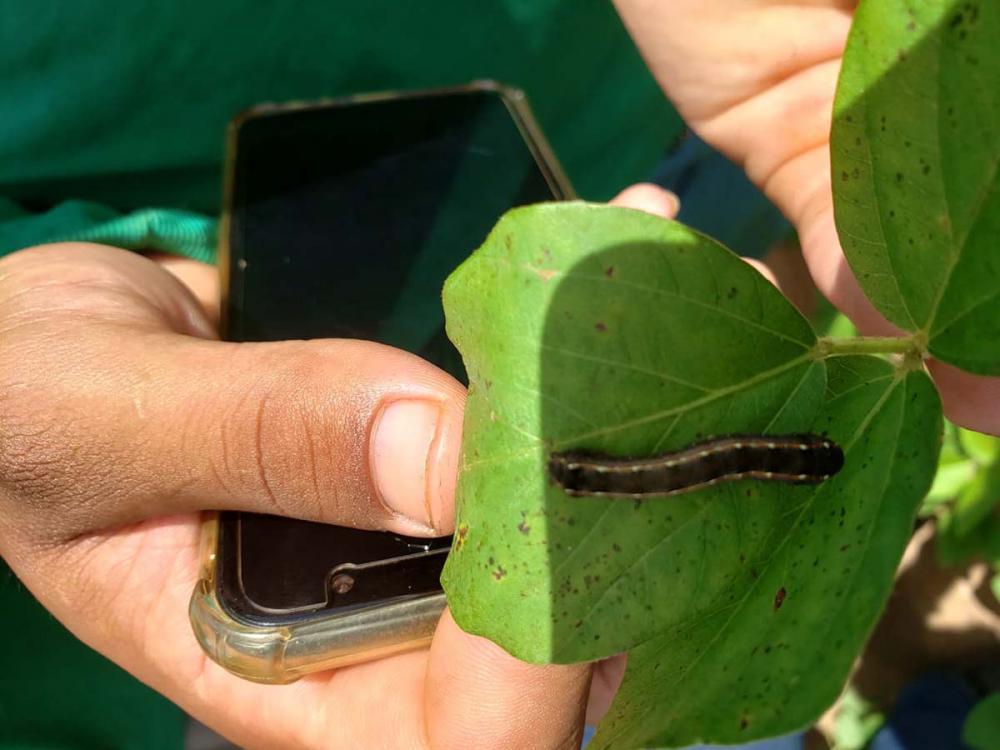 O Farmbox compila dados e informações de campo e estoques como: mapas de infestação de pragas; frequência de monitoramento de cada talhão; agenda de aplicações; estoque de insumos; previsão de colheita e de custos de produção,, entre outros dados.