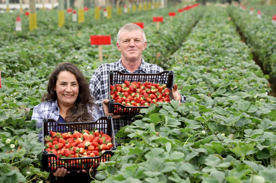 Produção de morango se destaca na região de Curitiba e cresce em todo Paraná. Na foto, Rosana Gabardo Pallu e José Marcos Pallu. Fotos: Ari Dais/AEN