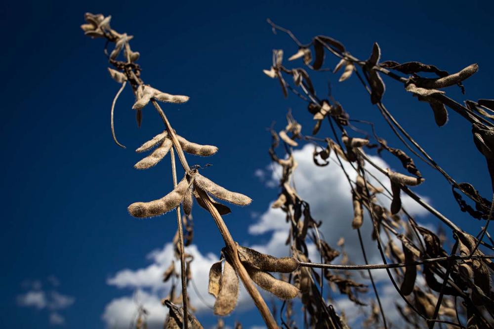 Inicialmente, a doença causa 'pontuações' de cor escura. Após penetrar no tecido vegetal da planta, o fungo Phakopsora pachyrhizi forma suas estruturas reprodutivas na parte interior da folha. Foto Divulgação