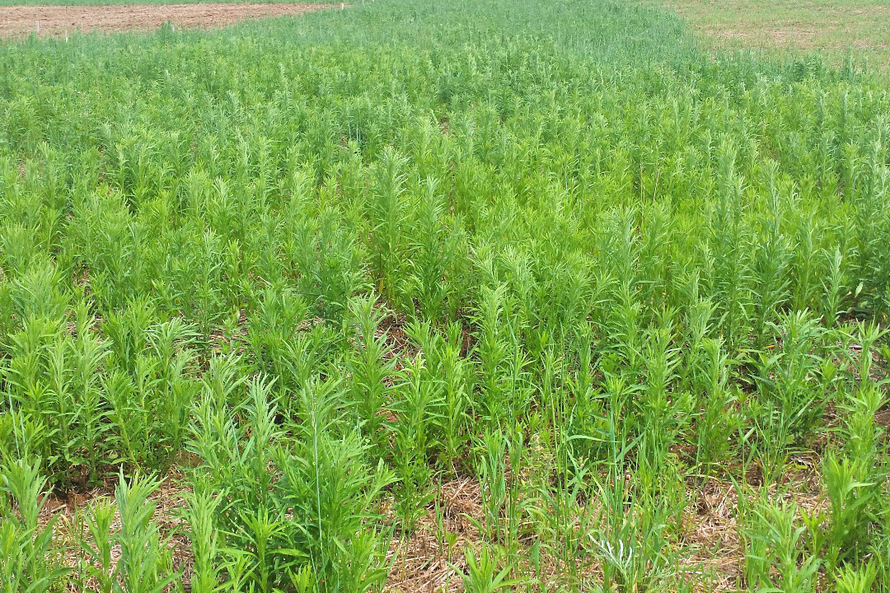 Adapar intensifica ações contra plantas daninhas resistentes a herbicidas .Foto: Embrapa