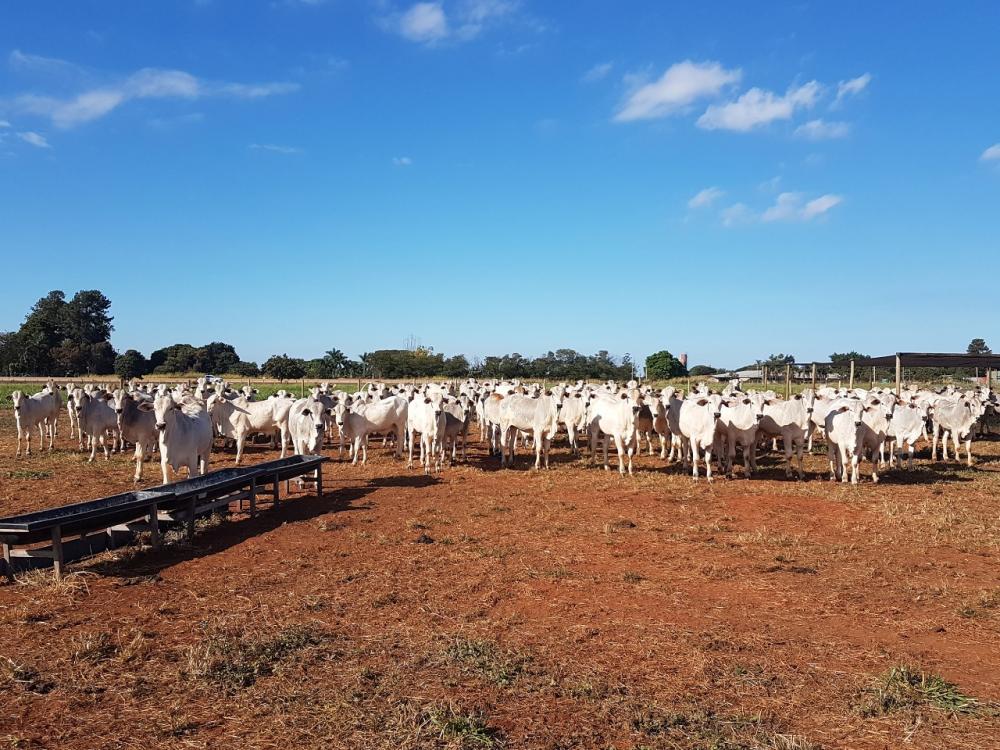 No dia 17 de março, os animais entraram em confinamento, onde ficarão por 84 dias participando de um teste de ganho de peso para a medição do consumo alimentar residual (CAR).