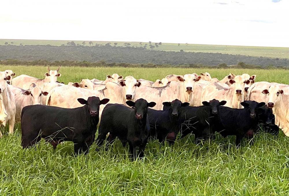 O Instituto Desenvolve Pecuária ressalta os grandes desafios a serem enfrentados e entende que a informação ao produtor será um insumo de vital importância.. Foto Divulgação
