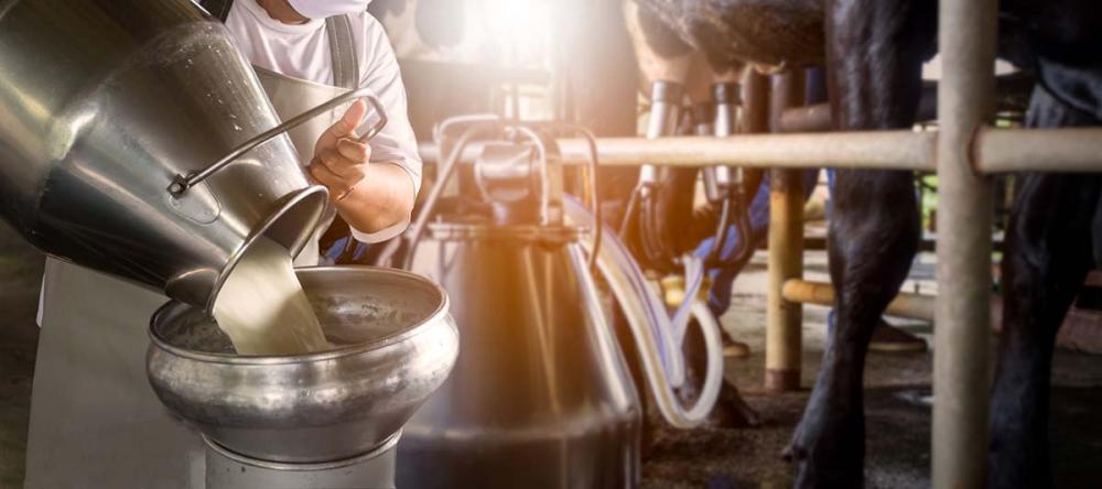 A produção atual de leite no Brasil está em torno de 33,6 bilhões de litros anuais. O rebanho leiteiro brasileiro é o segundo maior do mundo, ficando atrás apenas do da Índia, segundo informações da Embrapa Gado de Leite.