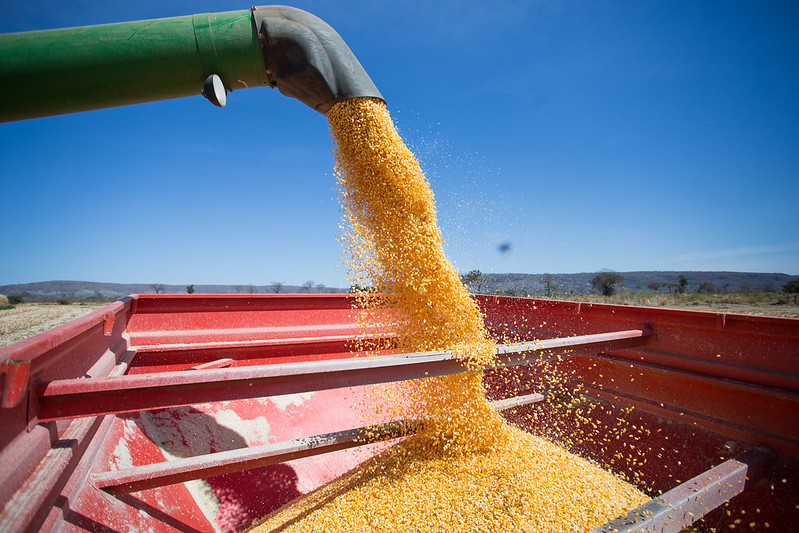 Segundo revisão de junho do grupo, a produção do cereal (na safrinha) deve atingir 62 milhões de toneladas, queda de 14,7% em relação ao número de maio e de 17,1% em comparação à safra anterior. Foto Sistema CNA/SENAR - Tony Oliveira.