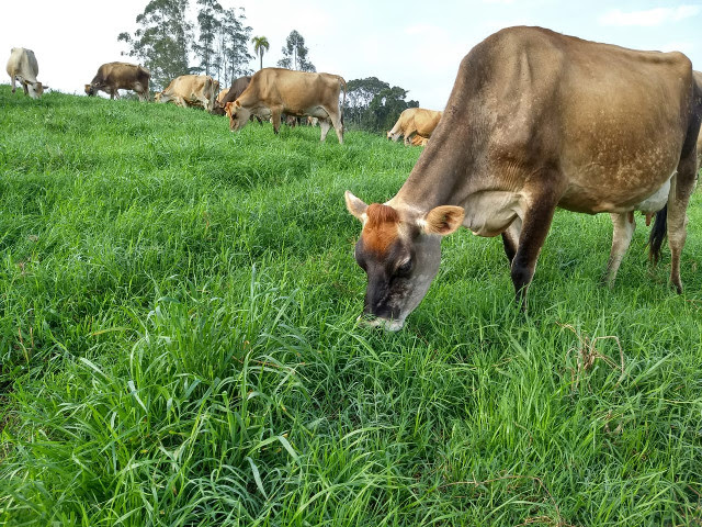 Manejo correto das pastagens reduz a dependência por silagem, feno e ração