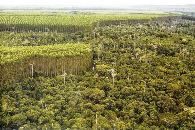 Com a decisão, os dispositivos do Código Florestal voltam a valer no Paraná, trazendo segurança jurídica para os produtores rurais. Foto Divulgação