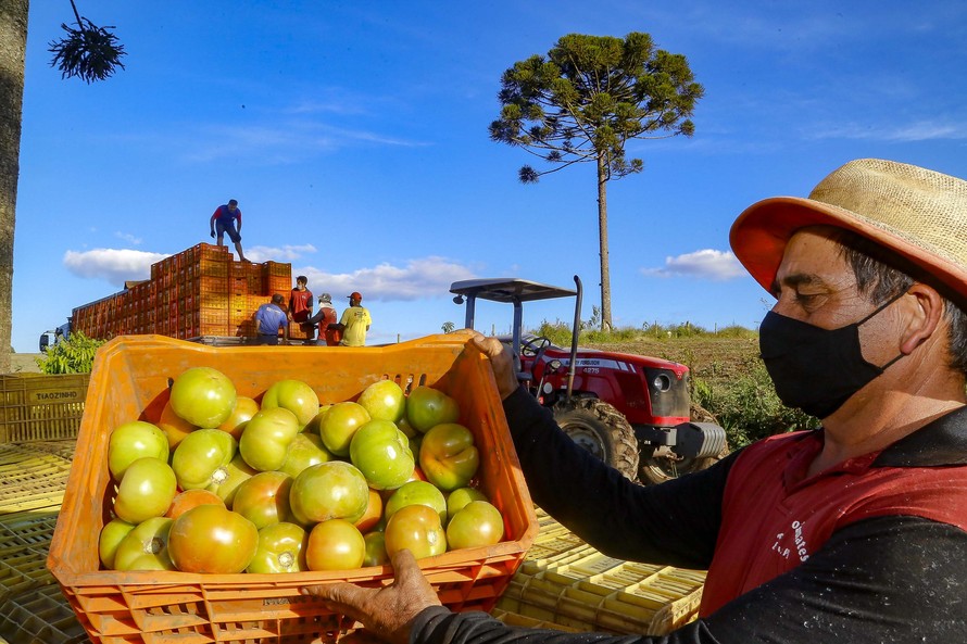 A cultura cobre aproximadamente 3,6 mil hectares do Estado, com volume de 221 mil toneladas na última safra. Resultado que dá ao Paraná uma posição de destaque no ranking nacional do tomate. Fotod Gilson Abreu/AEN