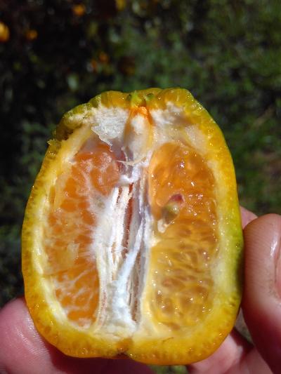 Em plantas contaminadas, ocorre a deformação, a maturação irregular, a redução e a queda de frutos.