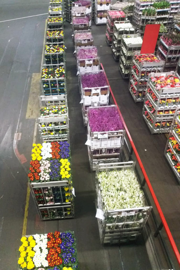 A agenda da Missão Comercial de Agrologística e Importação de Produtos Hortigranjeiros envolve também o interesse do país em ampliar o comércio de seus produtos, uma vez que a Holanda é referência na colheita e comercialização de frutas e legumes no conti