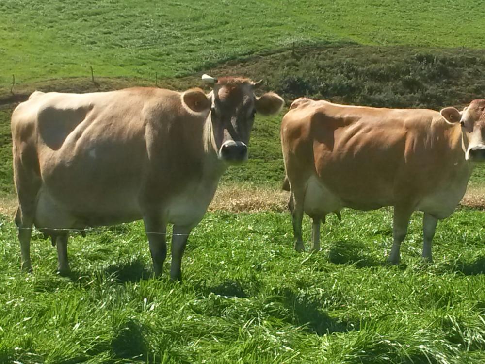 O grupo de produtores faz parte de um trabalho desenvolvido pela Cooperativa Castrolanda em parceria com o IDR-Paraná (Instituto de Desenvolvimento Rural do Paraná - Iapar-Emater). Fotos IDR