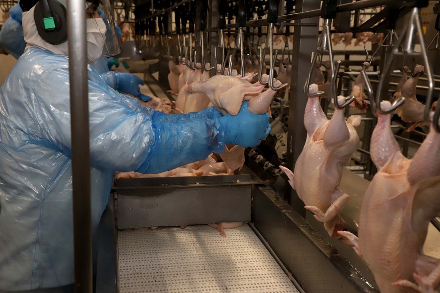 O Estado mantém a liderança folgada na produção de frango, respondendo por um terço da nacional.Foto:Ari Dias/ AEN